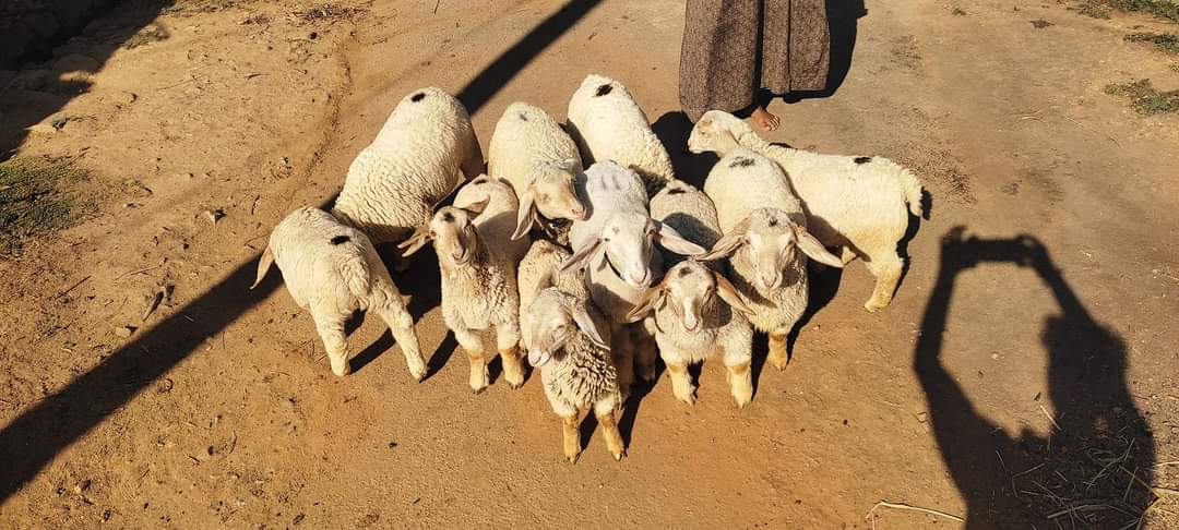 Wide display of fresh mutton